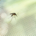 Cuttable Anti-mosquito Adhesive Window Screen White InnovaGoods