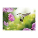 Fototapeet - Humming-bird - 400x280