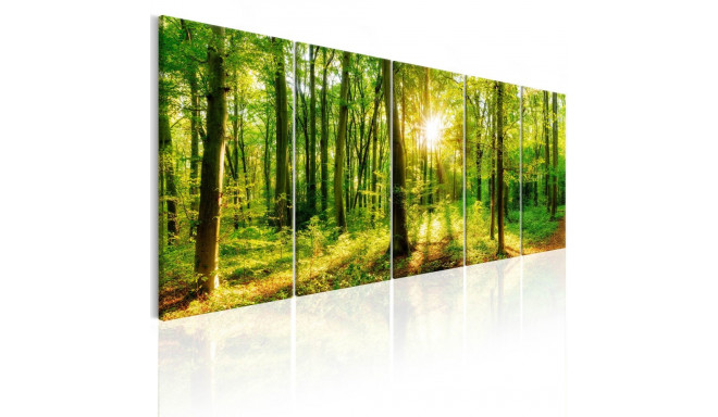 Seinapilt - Magic Forest - 225x90
