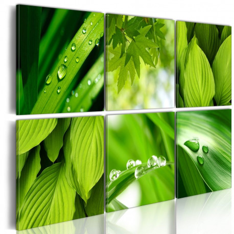 Seinapilt - Fresh green leaves - 60x40