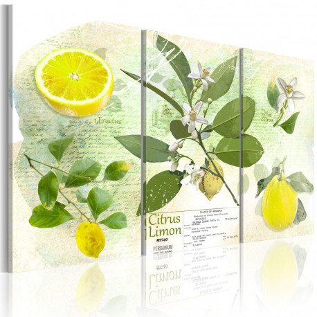 Seinapilt - Fruit: lemon - 120x80