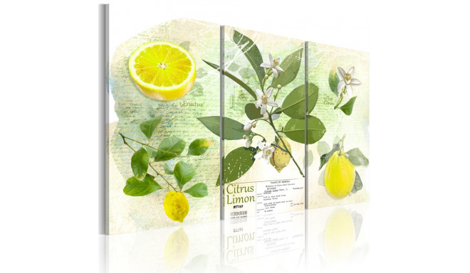 Seinapilt - Fruit: lemon - 120x80