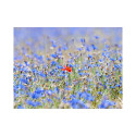 Fototapeet - A sky-colored meadow - cornflowers - 400x309