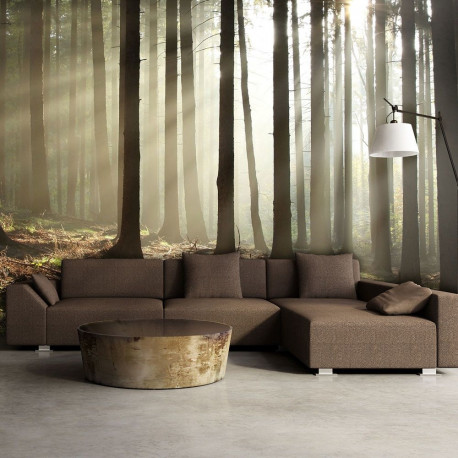 Fototapeet - Coniferous forest - 450x270