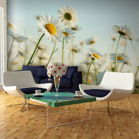 Fototapeet - Daisies - spring meadow - 450x270