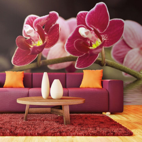 Fototapeet - Beautiful orchid flowers on the water - 450x270