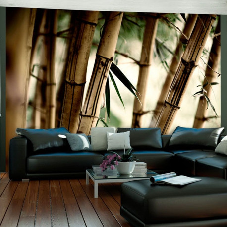 Fototapeet - Fog and bamboo forest - 350x270