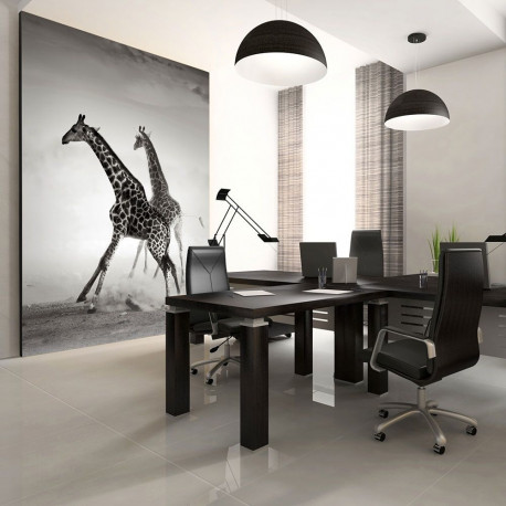 Fototapeet - Giraffes - 350x270