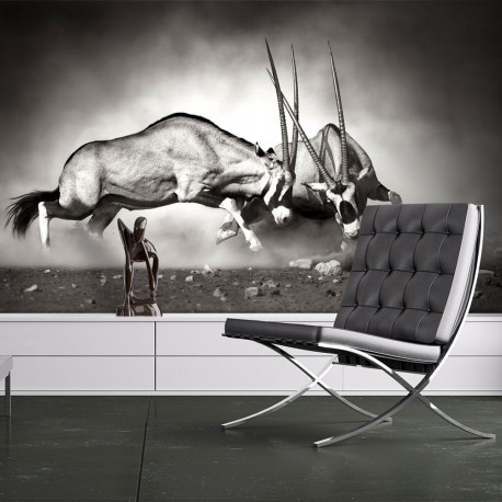Fototapeet - Gemsbok fight - 250x193