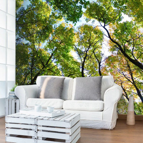 Fototapeet - Looking up at the trees - 200x154