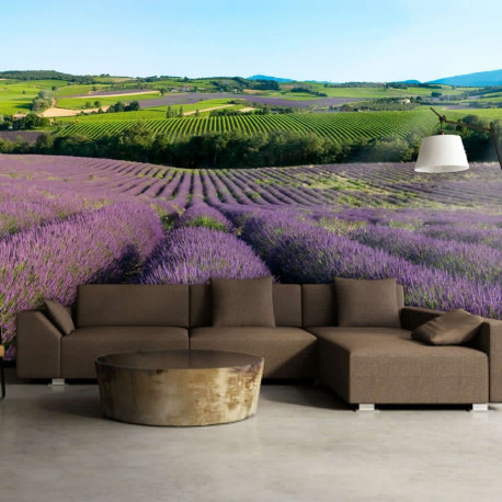 Fototapeet - Lavender fields - 250x193