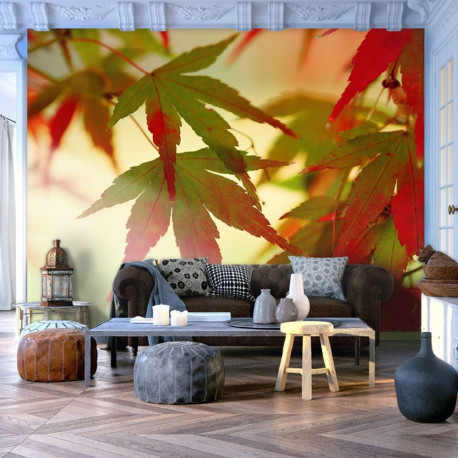 Fototapeet - Colourful leaves - 350x270