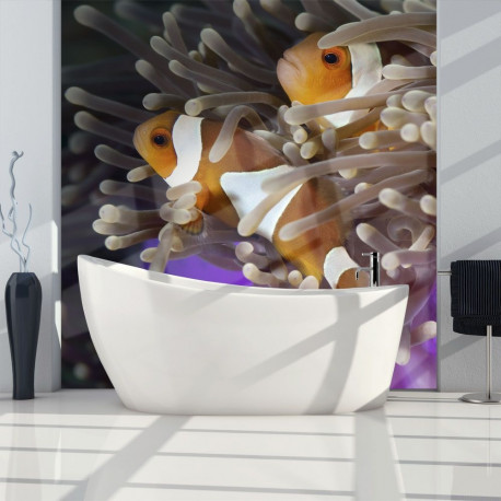 Fototapeet - Clownfish - 400x309