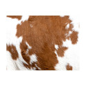 Fototapeet - Cowhide - 250x193