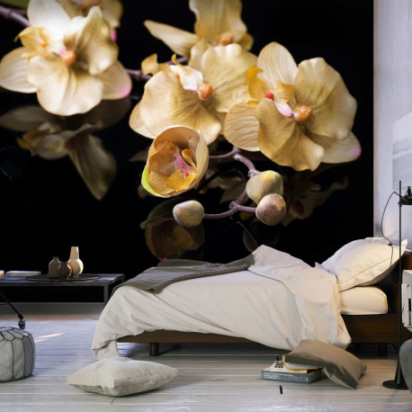 Fototapeet - Orchids in ecru color - 200x154