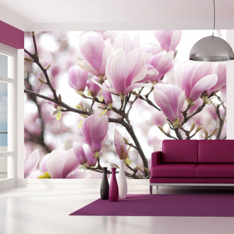 Fototapeet - Magnolia bloosom - 350x270