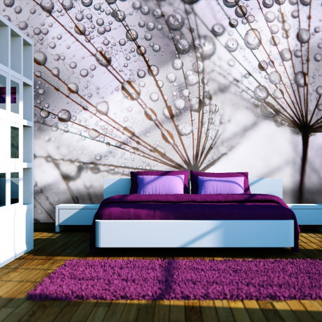 Fototapeet - Dandelion and morning dew - 300x231