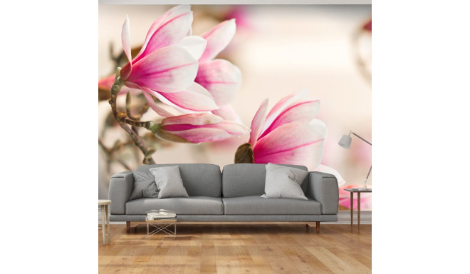 Fototapeet - Branch of magnolia tree - 400x309