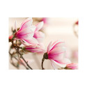 Fototapeet - Branch of magnolia tree - 250x193 Fototapeet - Branch of magnolia tree - 250x193