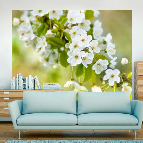 Fototapeet - Beautiful delicate cherry blossoms - 350x270