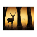 Fototapeet - Deer in his natural habitat - 250x193