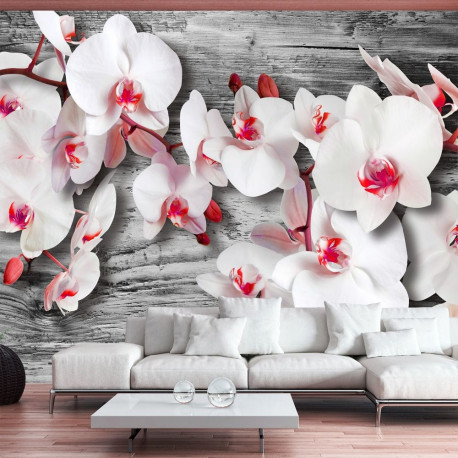 Fototapeet - Callous orchids - 100x70