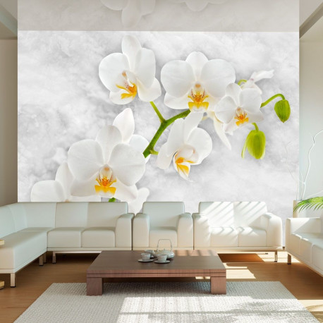 Fototapeet - Lyrical orchid - White - 250x175