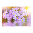 Fototapeet -  Violet Petals In Bloom - 350x245