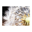 Fototapeet - Fluffy dandelion - 200x140 Fototapeet - Fluffy dandelion - 200x140
