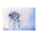 Fototapeet - Etheric Morning - 200x140