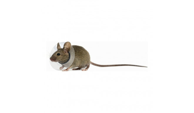 Elizabethan Collar for Rodents KVP Transparent 5.75-7.5 cm