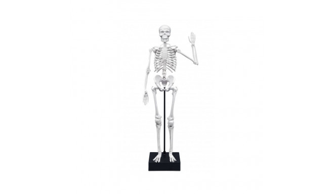 Skeleton 45 cm, Buki