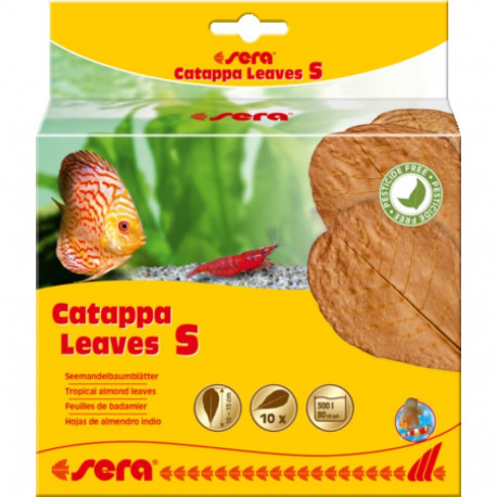 Catappa leaves S 10-15cm 10tk, Sera