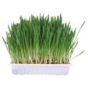 Supplement for rodents - grass 100g box