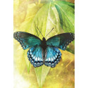 Blue Angel Butterfly Transformations Cards