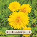 Rockpool Apothecary Flashcards Cards
