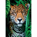 Clementoni High Quality Collection Jaguar in the Jungle Jigsaw puzzle 500 pc(s) Animals