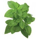 Click & Grow Smart Garden refill Dwarf Basil 3pcs