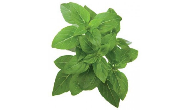 Click & Grow Smart Garden refill Dwarf Basil 3pcs