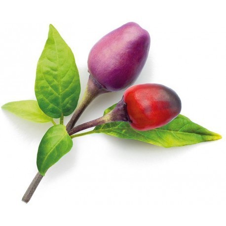 Click & Grow Smart Garden refill Purple Chili Pepper 3pcs