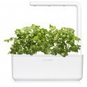 Click & Grow Smart Garden refill Koriander 3tk
