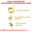 Dog Food - Royal Canin 12x85g