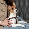 Rechargeable Dog Light for Medium and Large Dogs UMO24011