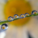 Laowa 85mm f/5.6 2X Ultra Macro APO L Mount