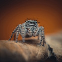 Laowa 85mm f/5.6 2X Ultra Macro APO L Mount