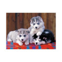 Ravensburger puzzle Huskid 200pcs