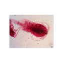 Valmis mikroslaidide komplekt Levenhuk N18 NG Biology and Zoology
