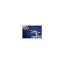 PFERD 15431202 file/rasp