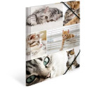 "HERMA Sammelmappe A4 Katzen Pappe"
