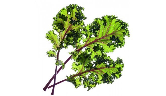 Click & Grow Smart Garden refill Red Kale 3pcs